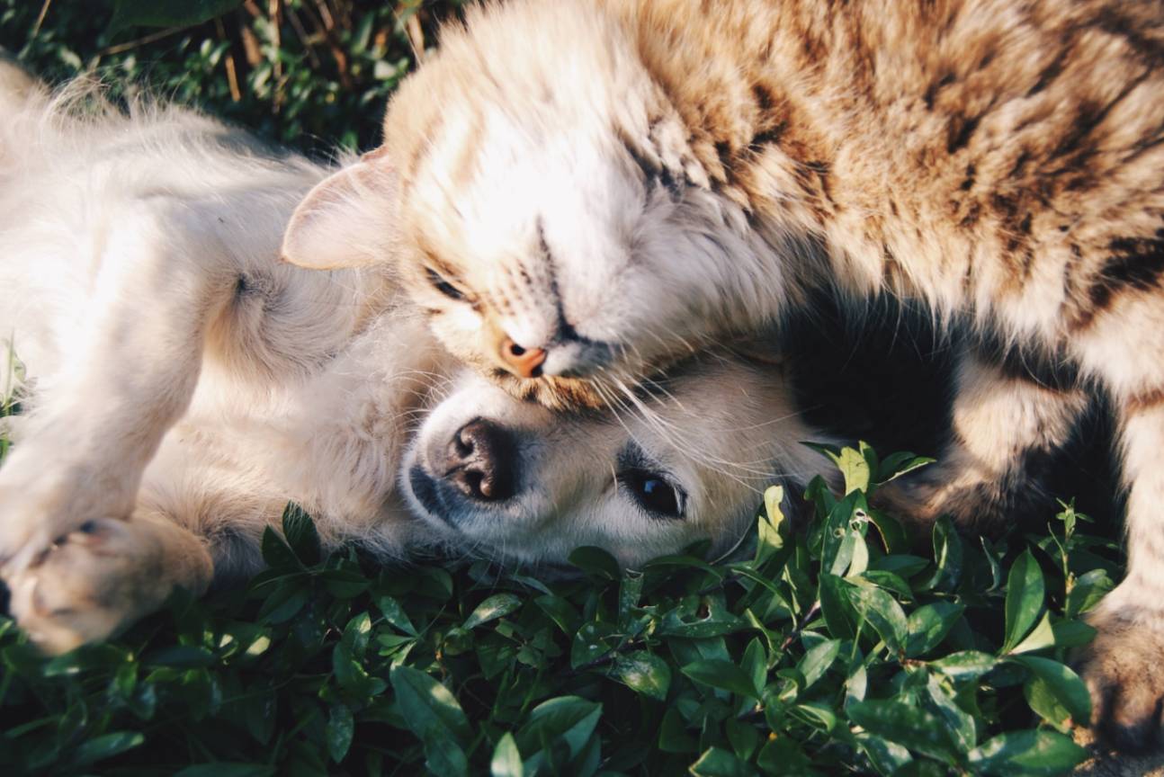 A cat and dog lying on grass