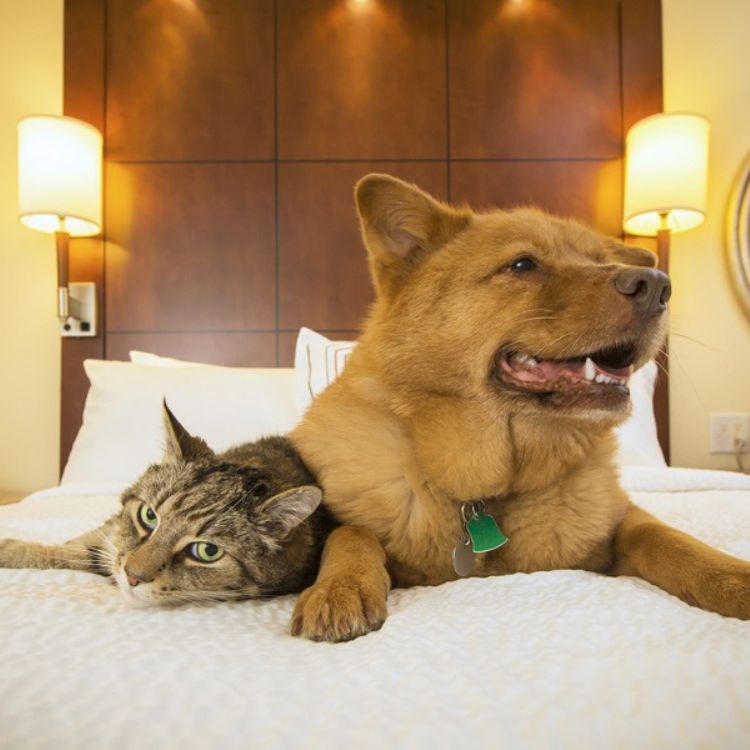 a dog and cat lying on a bed