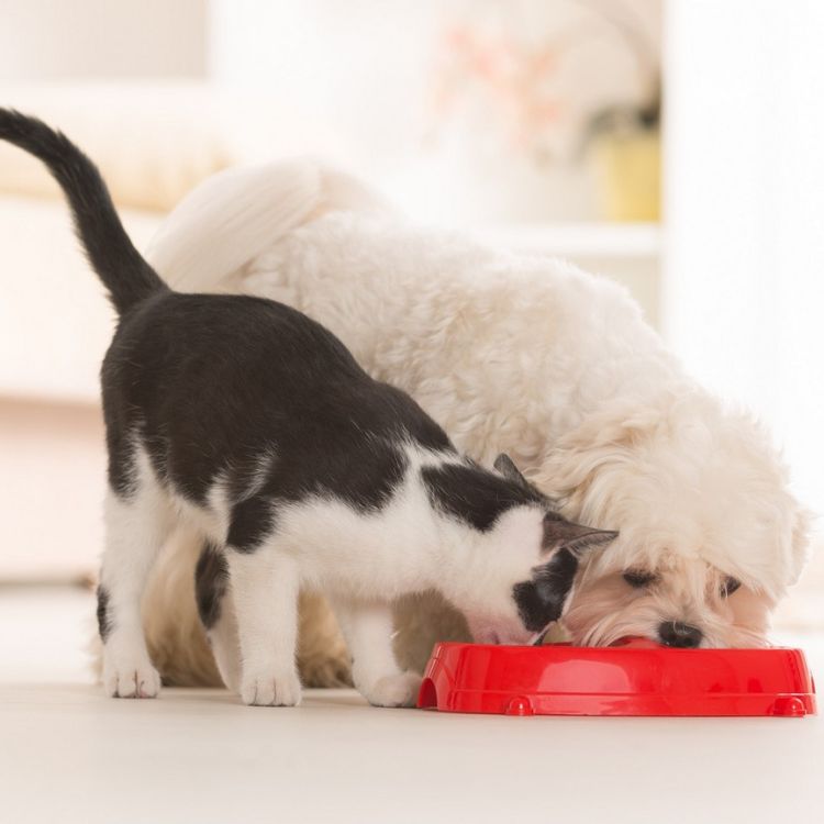 a cat and dog eating from a bowl