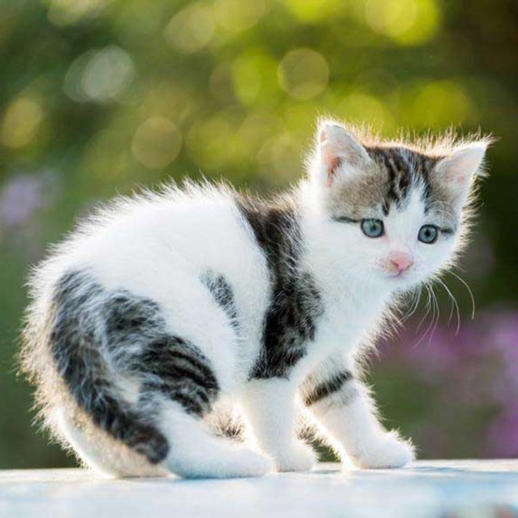 a kitten walking on a surface